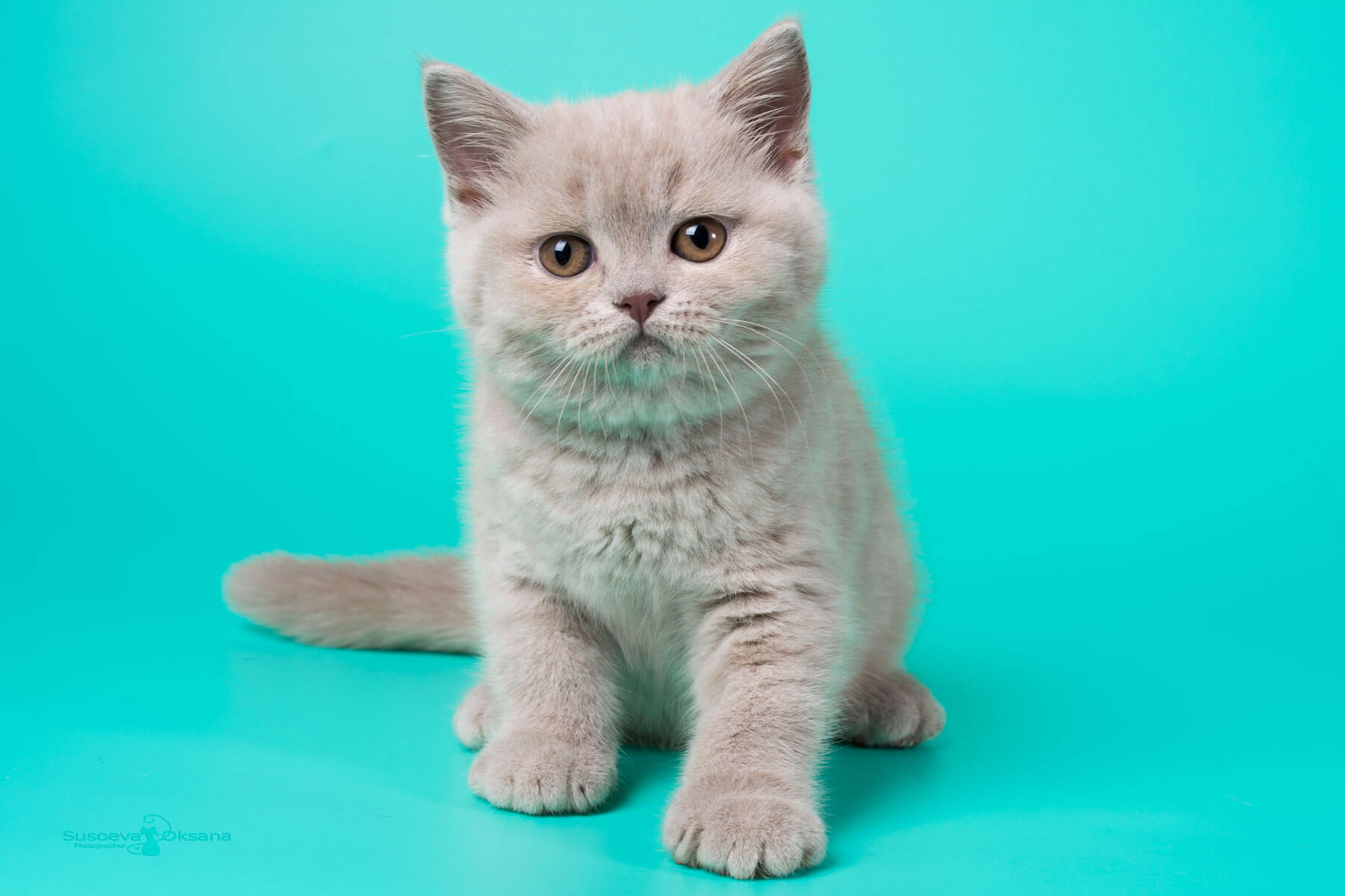 Британская лиловая кошка - котёнок Леонсия, фото