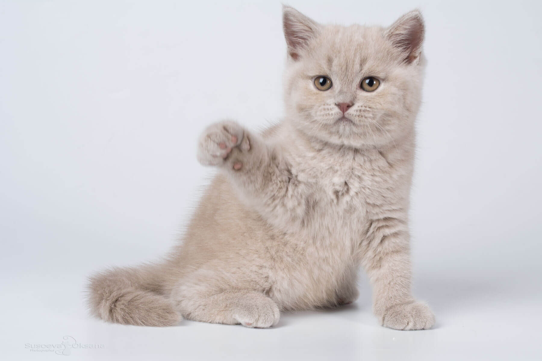 Британский лиловый котёнок по имени Leoncia , фото
