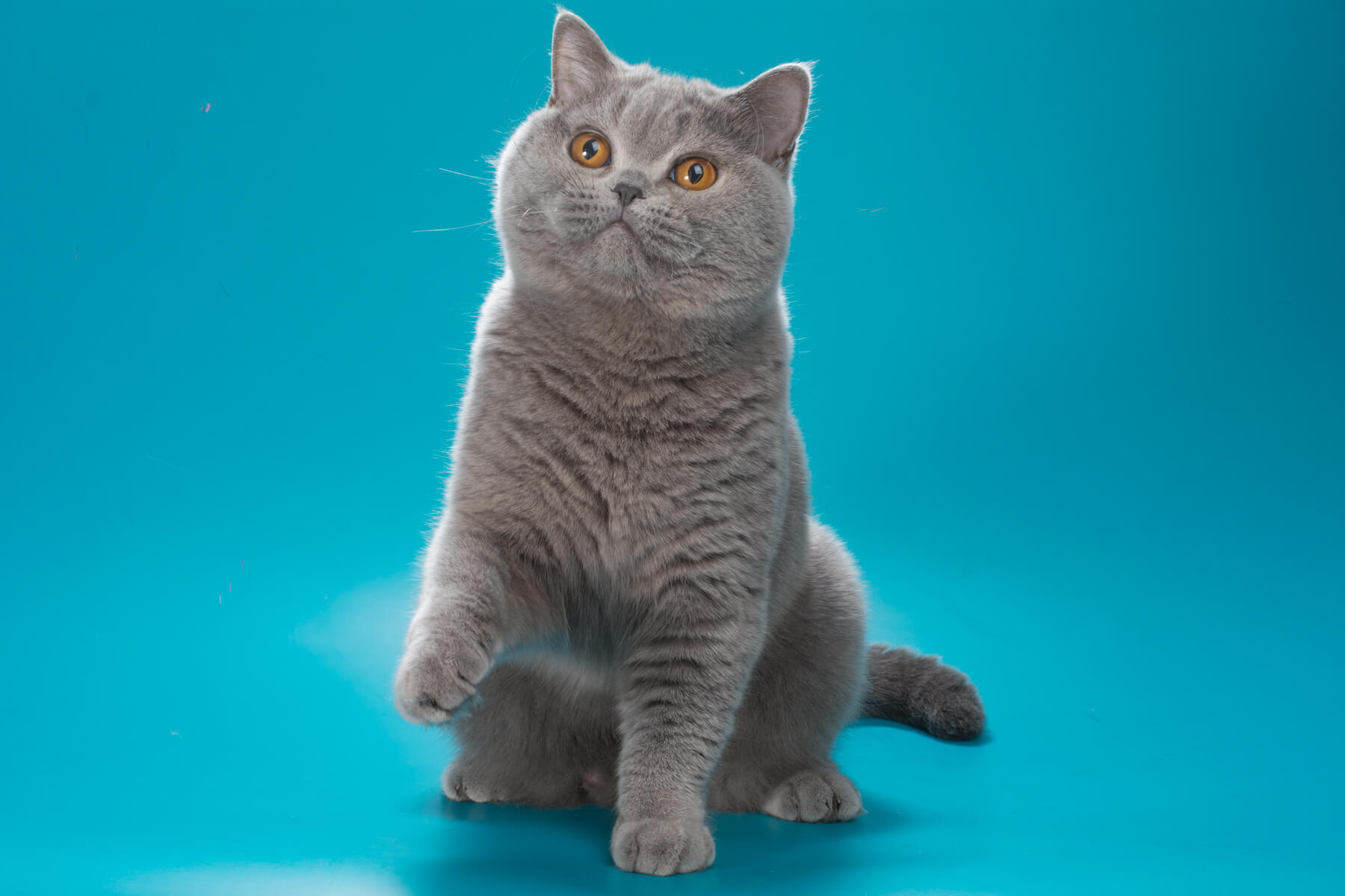 Британская голубая кошка - котёнок Nynaeve, фото