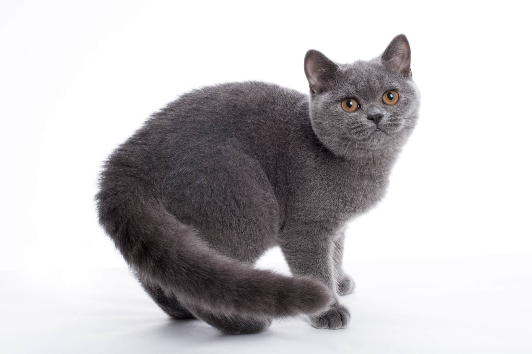 Британская голубая кошка - котёнок Марсия, фото