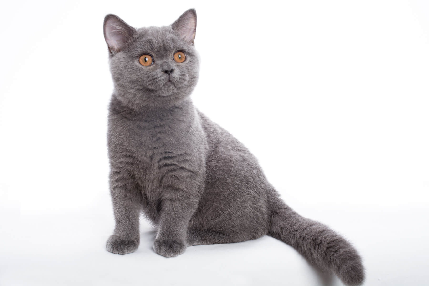 Британская голубая кошка - котёнок Медина, фото