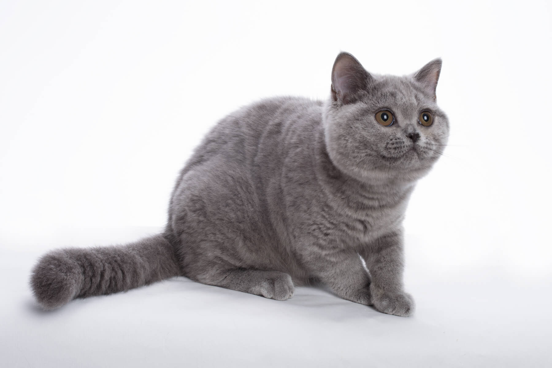 Британская голубая кошка - котёнок Nynaeve, фото