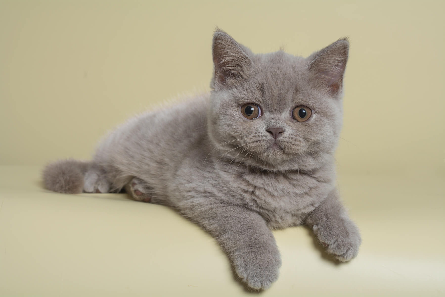 Британская лиловая кошка котёнок Нала, 21.05.2023 г. фото