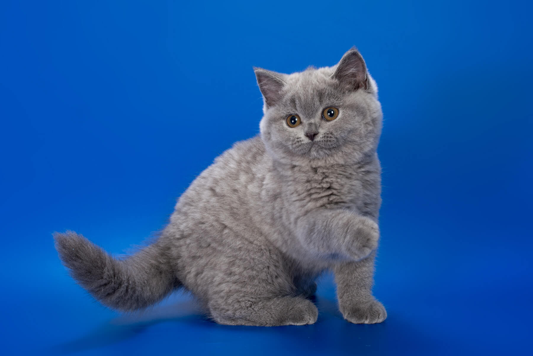 Британская голубая кошка котёнок Nidalee, фото 