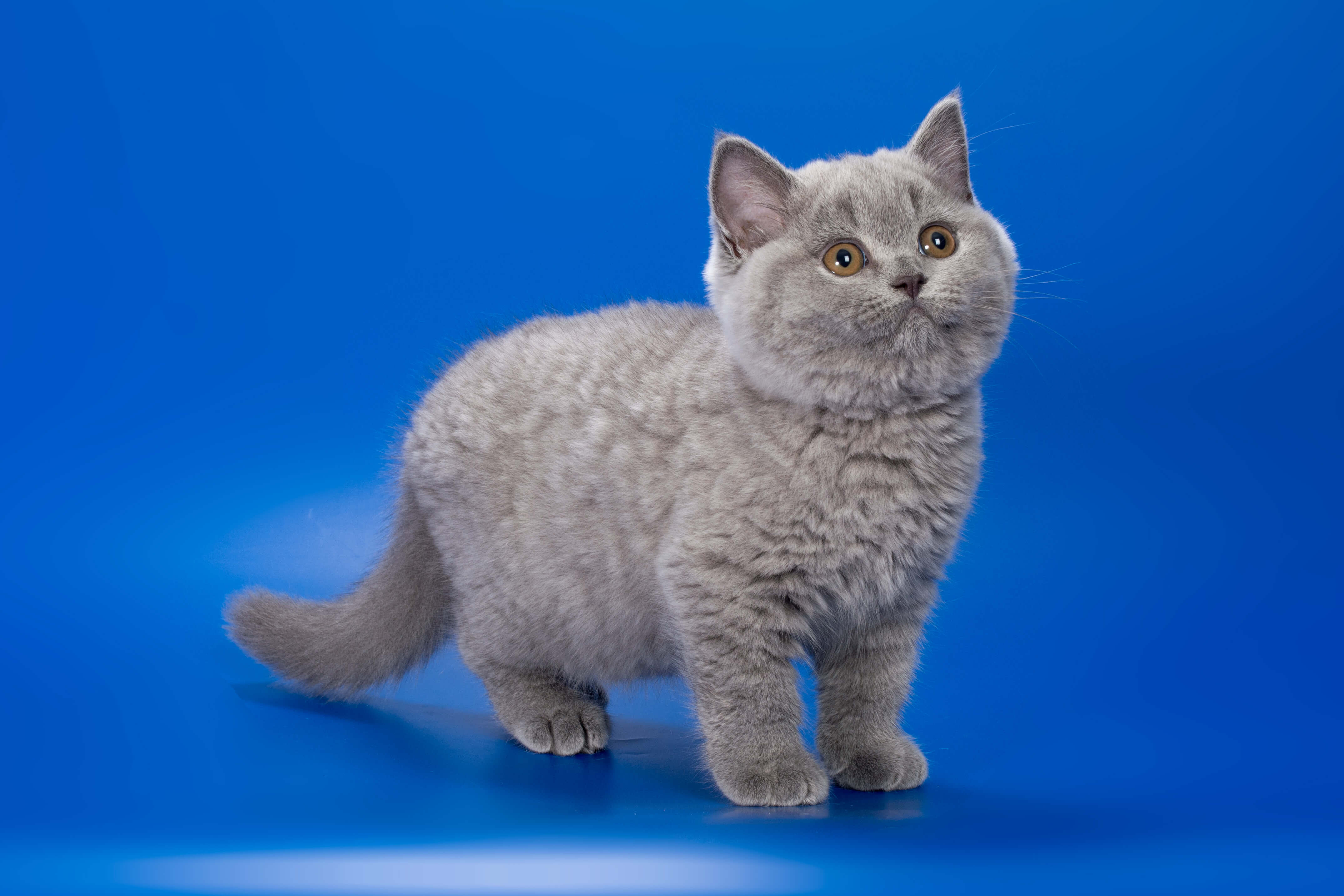 Британский голубой котёнок по имени Nidalee, фото