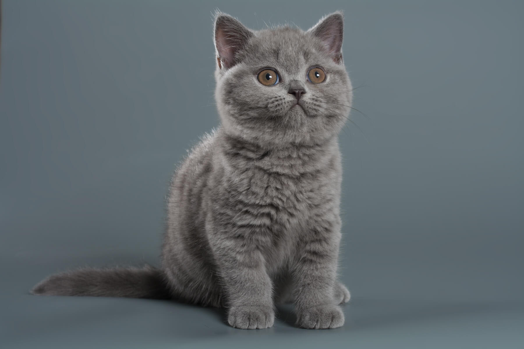 Британский голубой котёнок по имени Nynaeve, фото