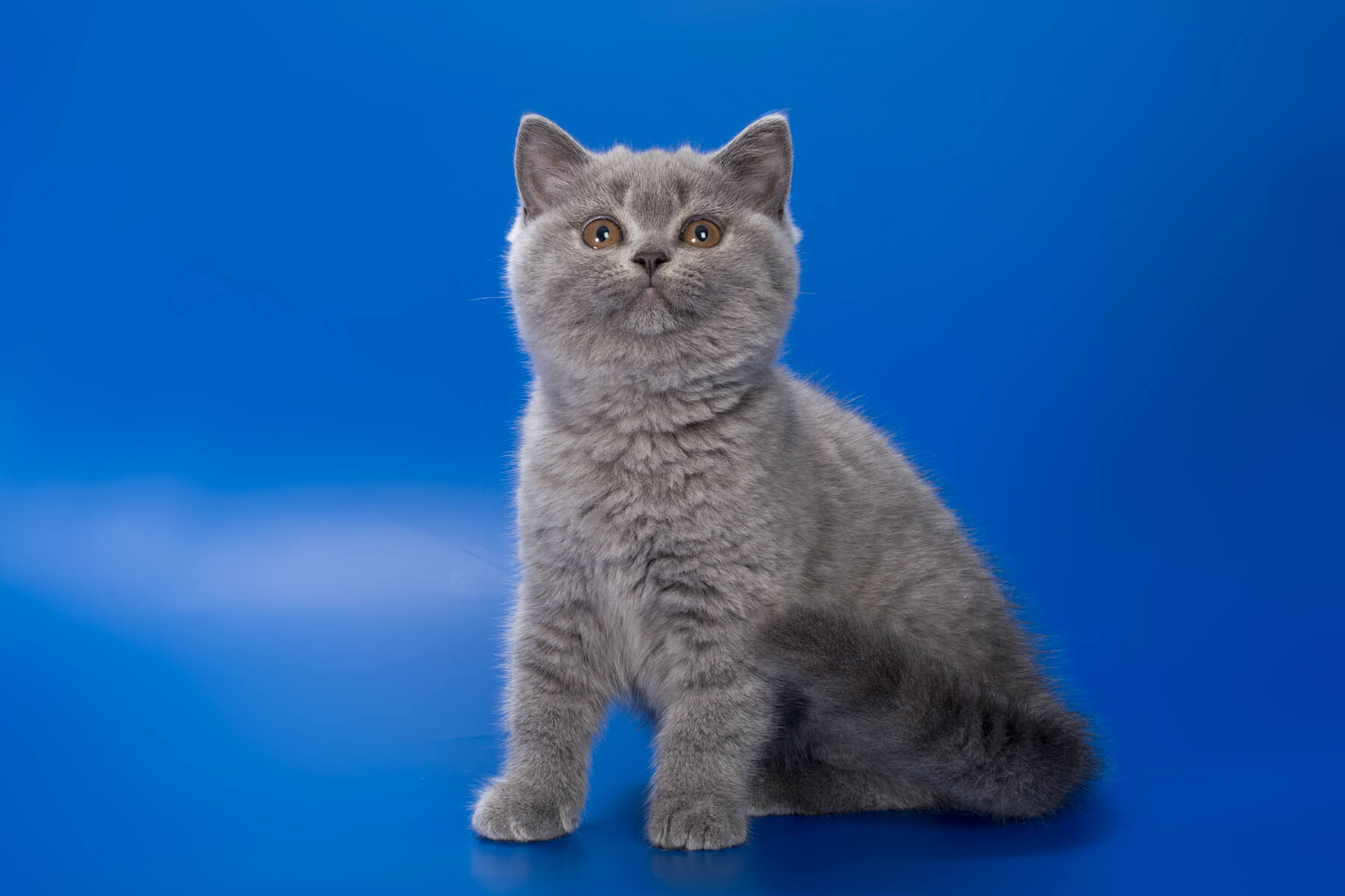 Британский голубой котёнок по имени Neytiri, фото