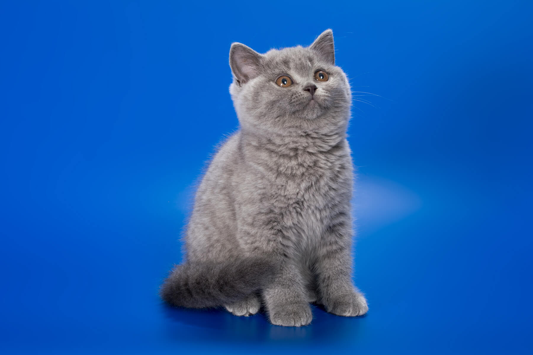 Британская голубая кошка котёнок Neytiri, фото 