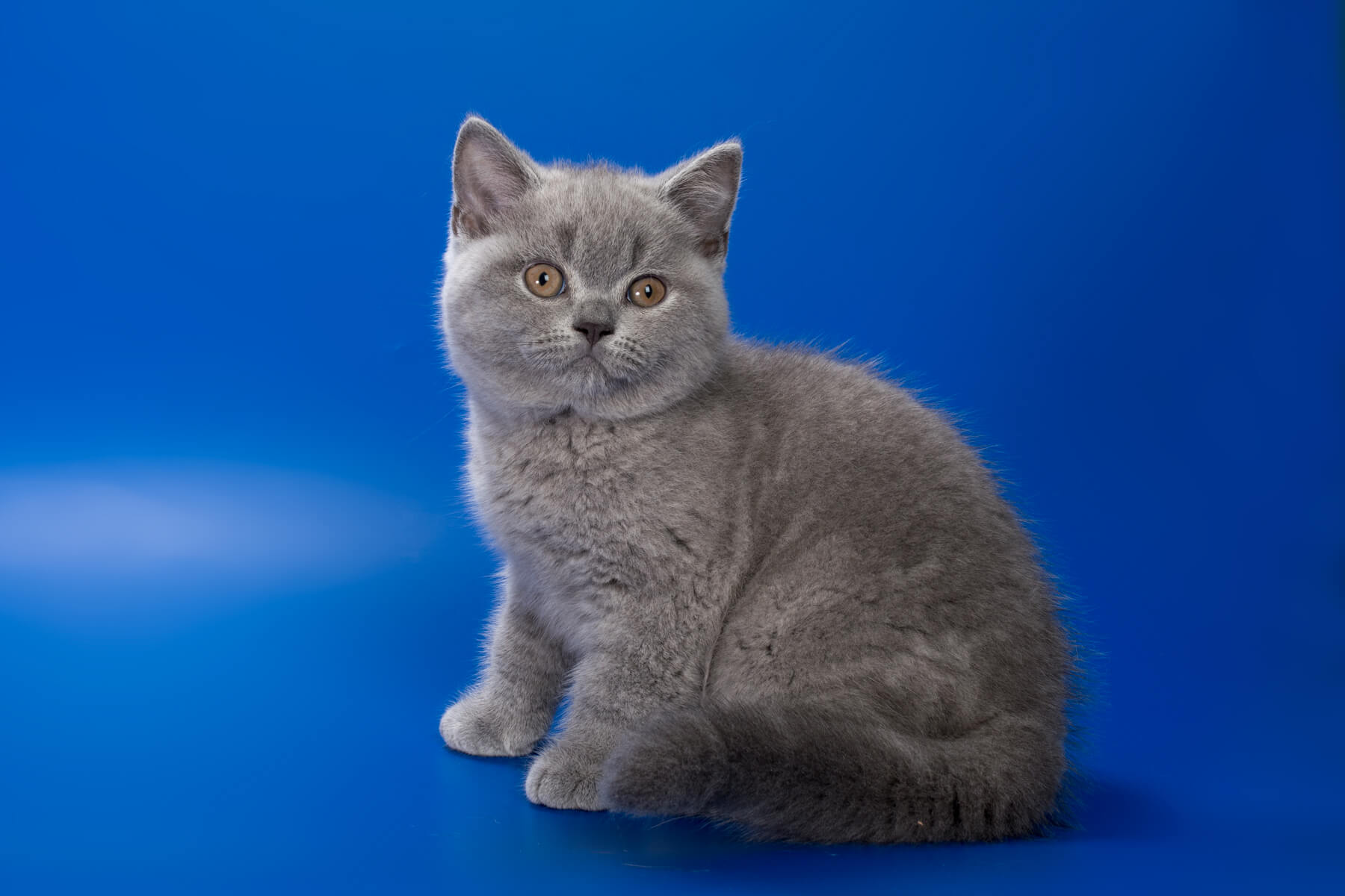 Британский голубой котёнок кот по имени Nigan, фото