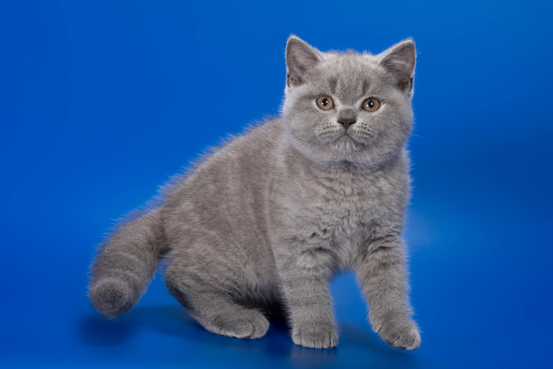 Британский голубой котёнок кот Nigan, фото 