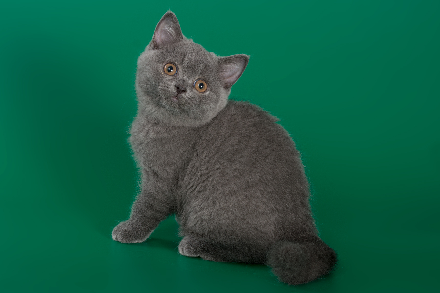 Британский голубой котёнок  Medina, фото