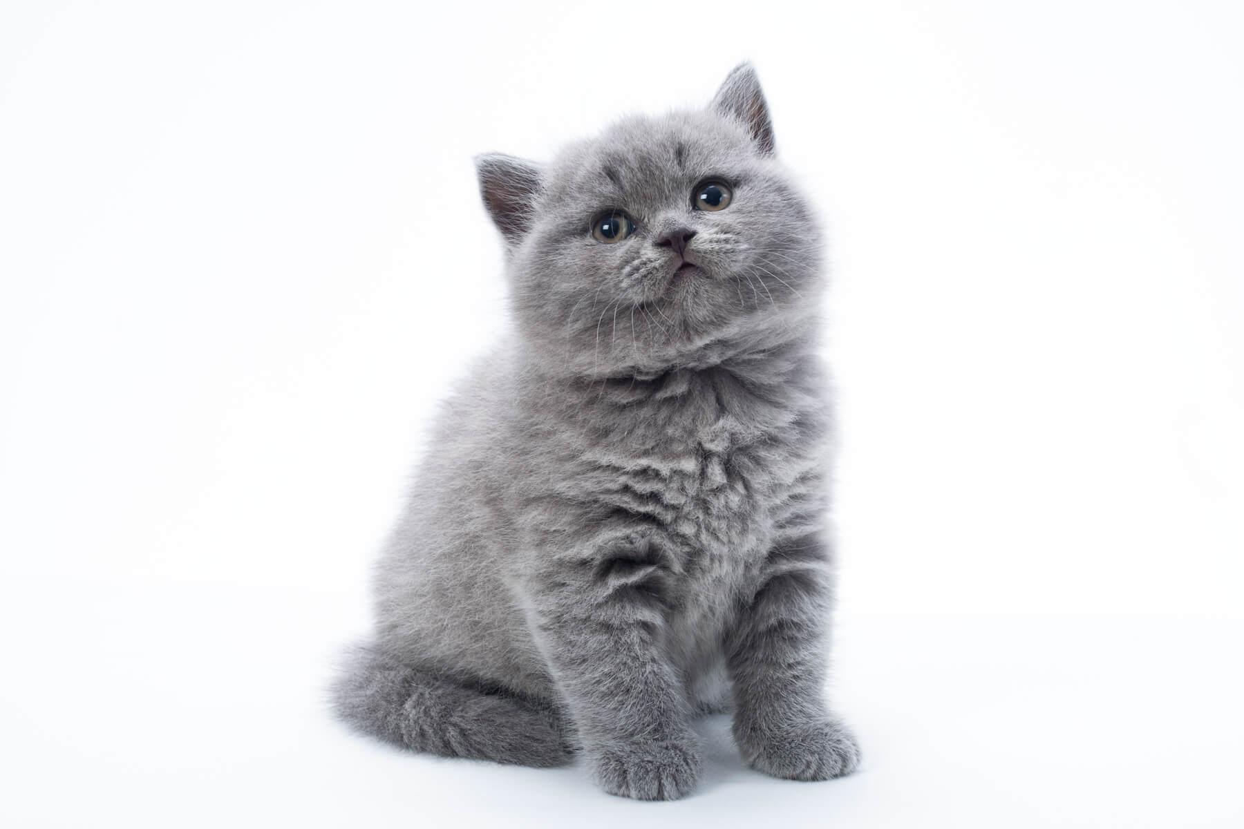 Британский голубой котёнок кот по имени Nigan, фото