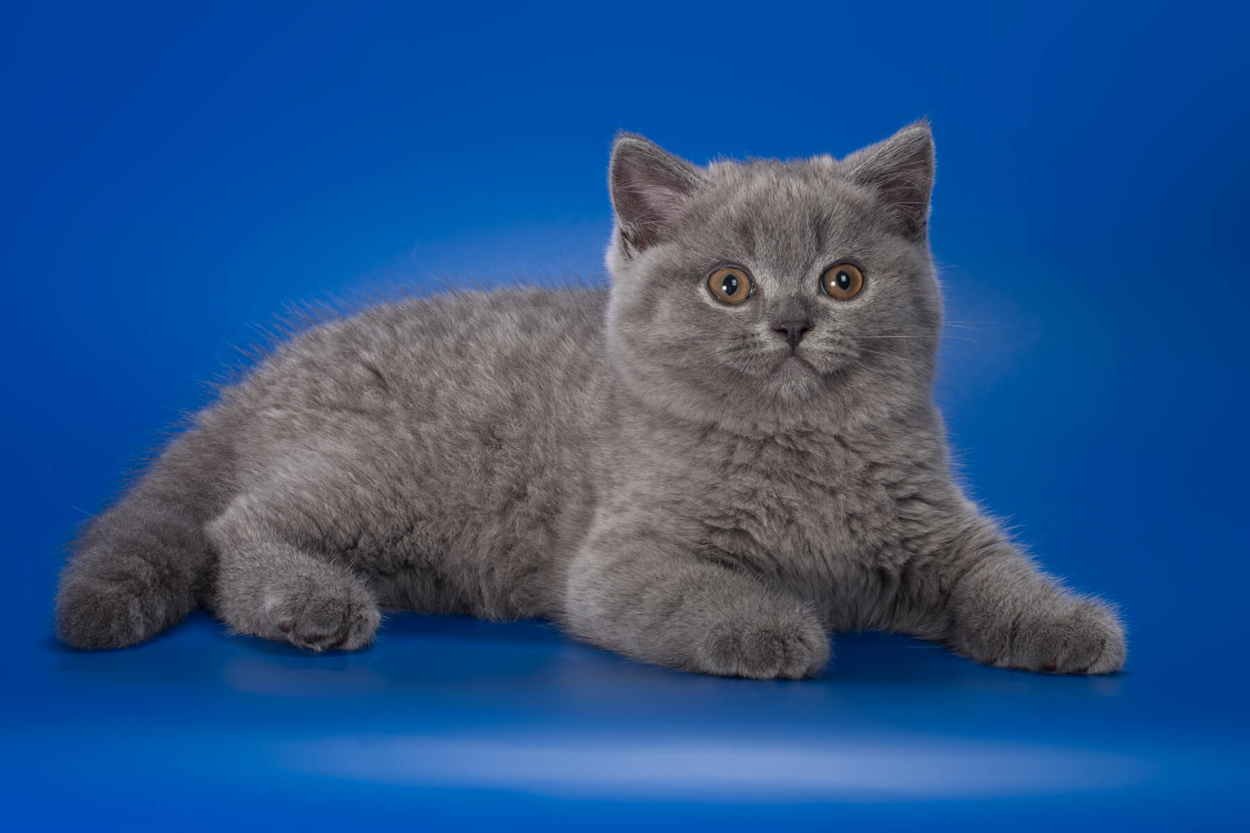 Британский голубой котёнок кот Nickel, фото 