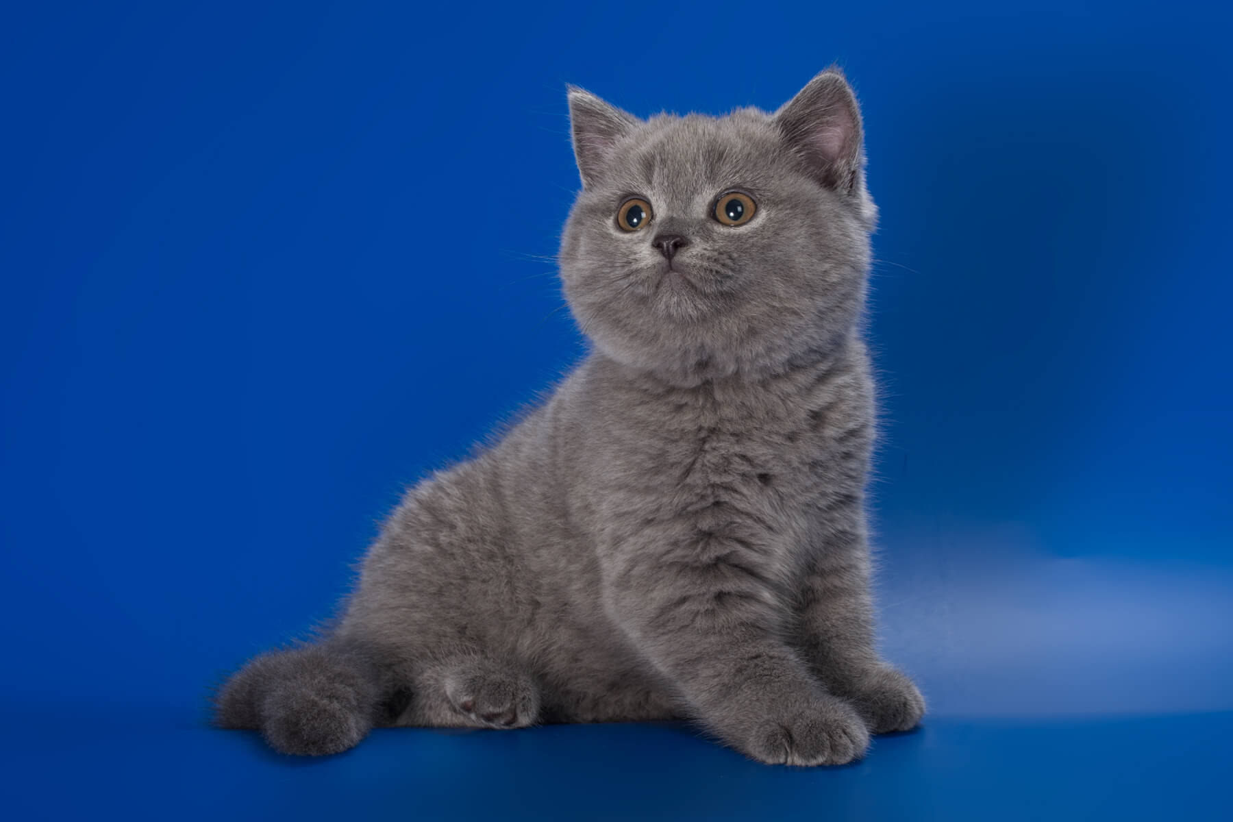 Британский голубой котёнок кот по имени Nickel, фото