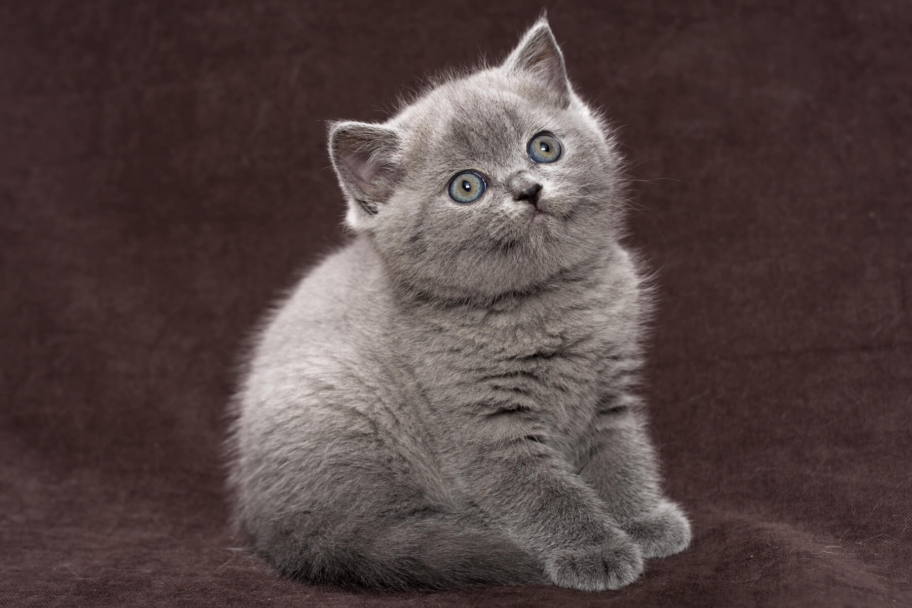 Британский голубой котёнок  Mika фото