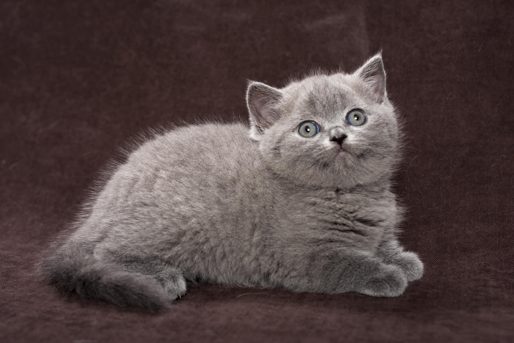 Британская голубая кошка - котёнок Мика, фото