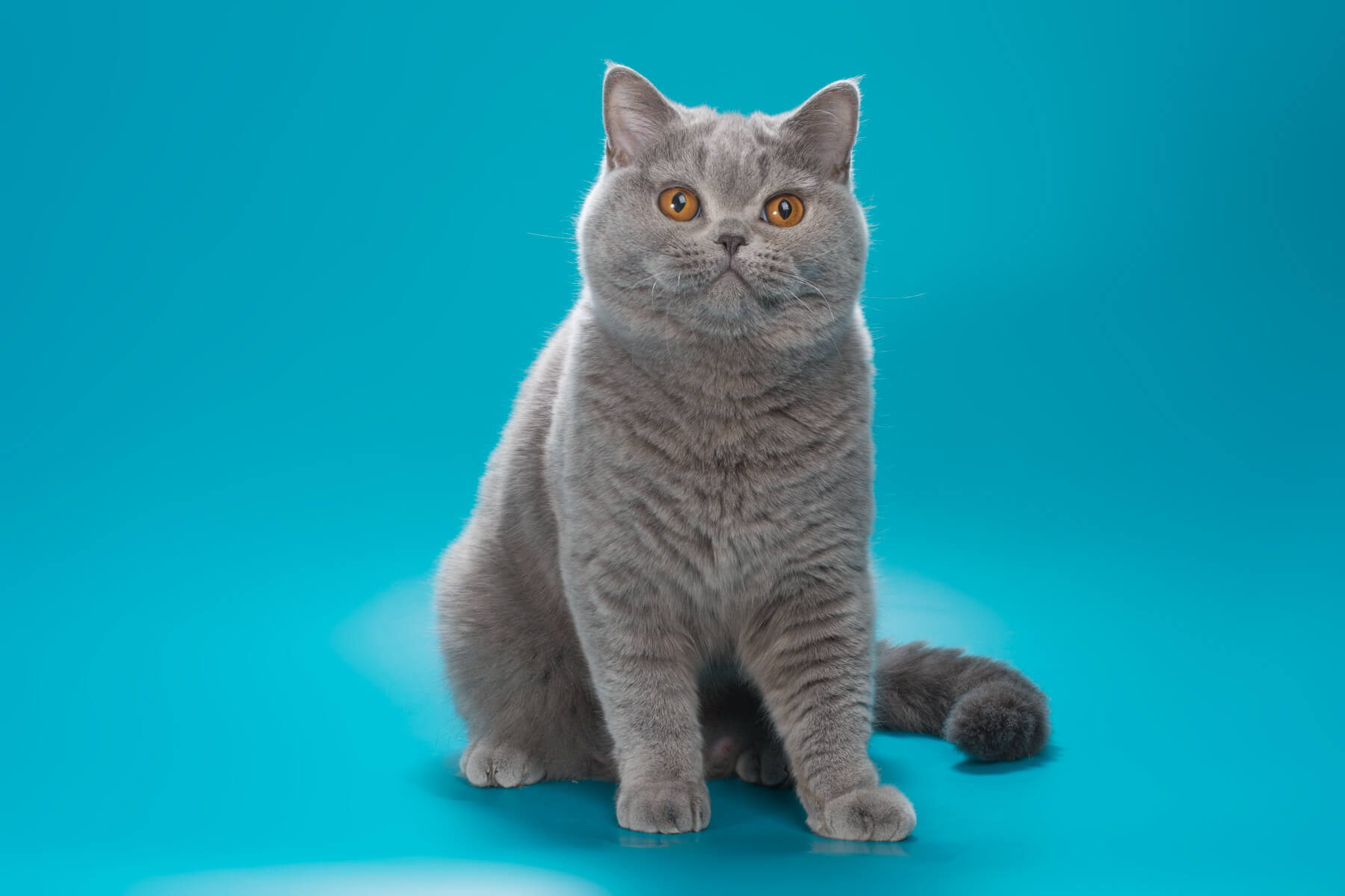Британская голубая кошка Найнив, фото