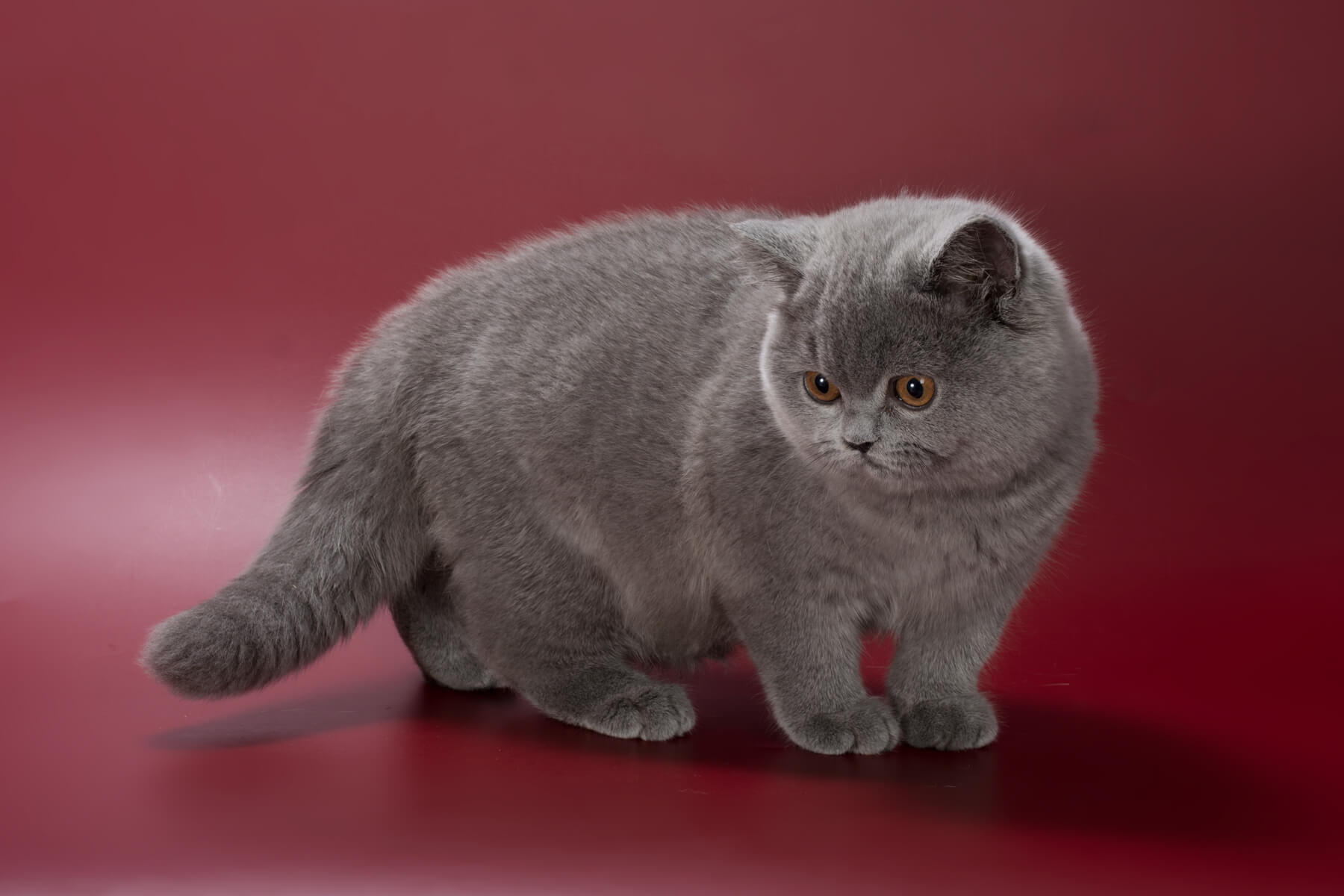 Британский голубой котёнок кот по имени Ponch, фото