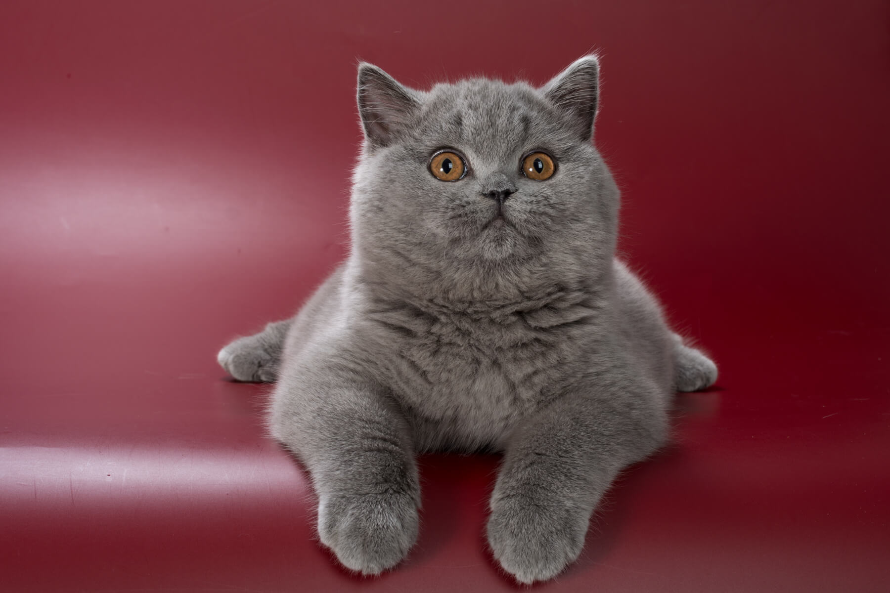 Британский голубой котёнок кот Ponch, фото 