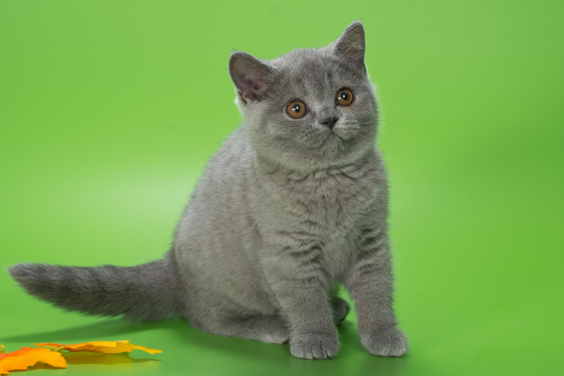 Британский голубой котёнок кошка по имени Plusha, фото