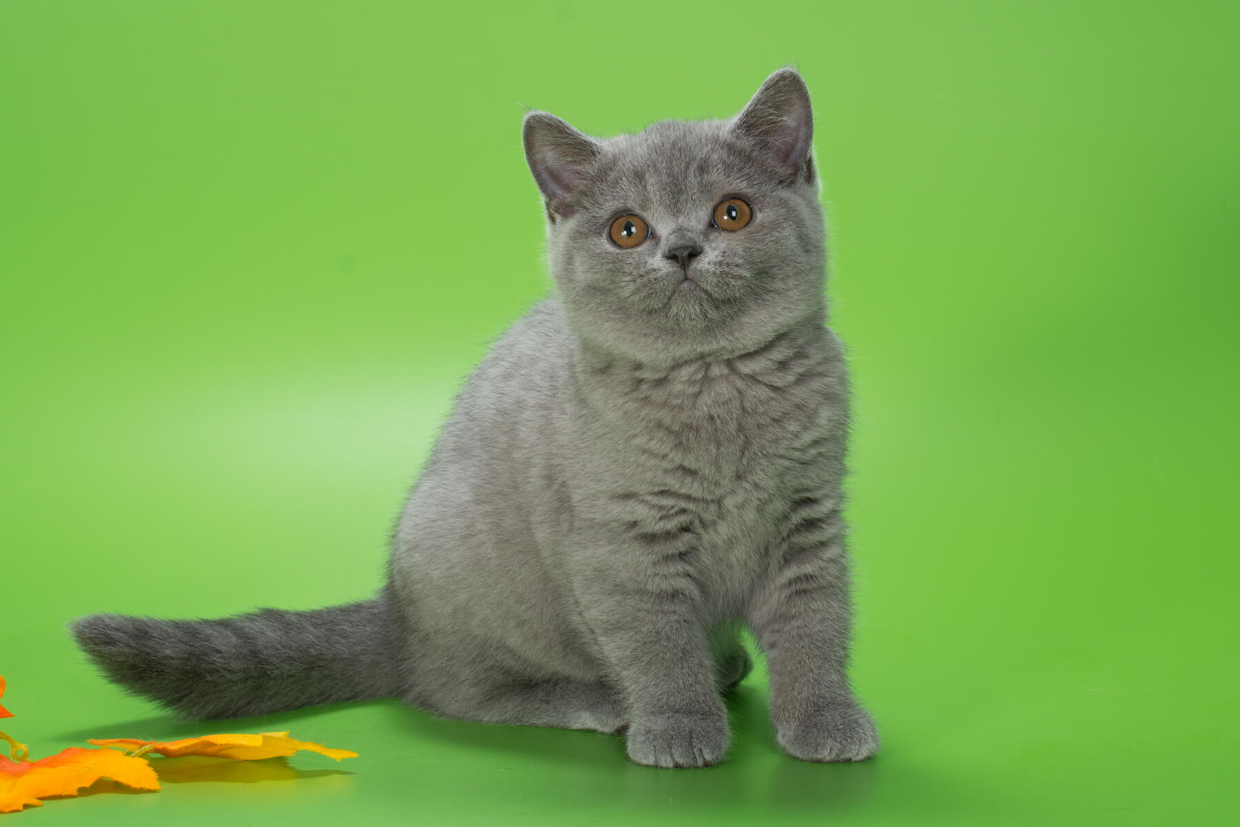Британский голубой котёнок кошка Плюша, фото 