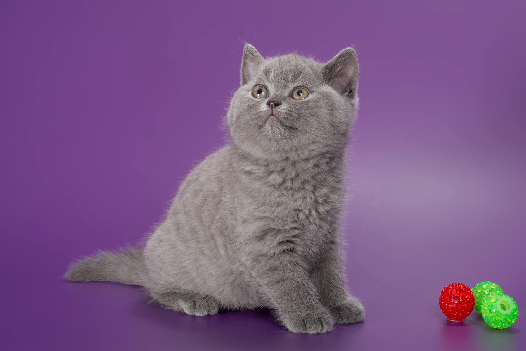 Британский голубой котёнок кошка Tinkerbell, фото