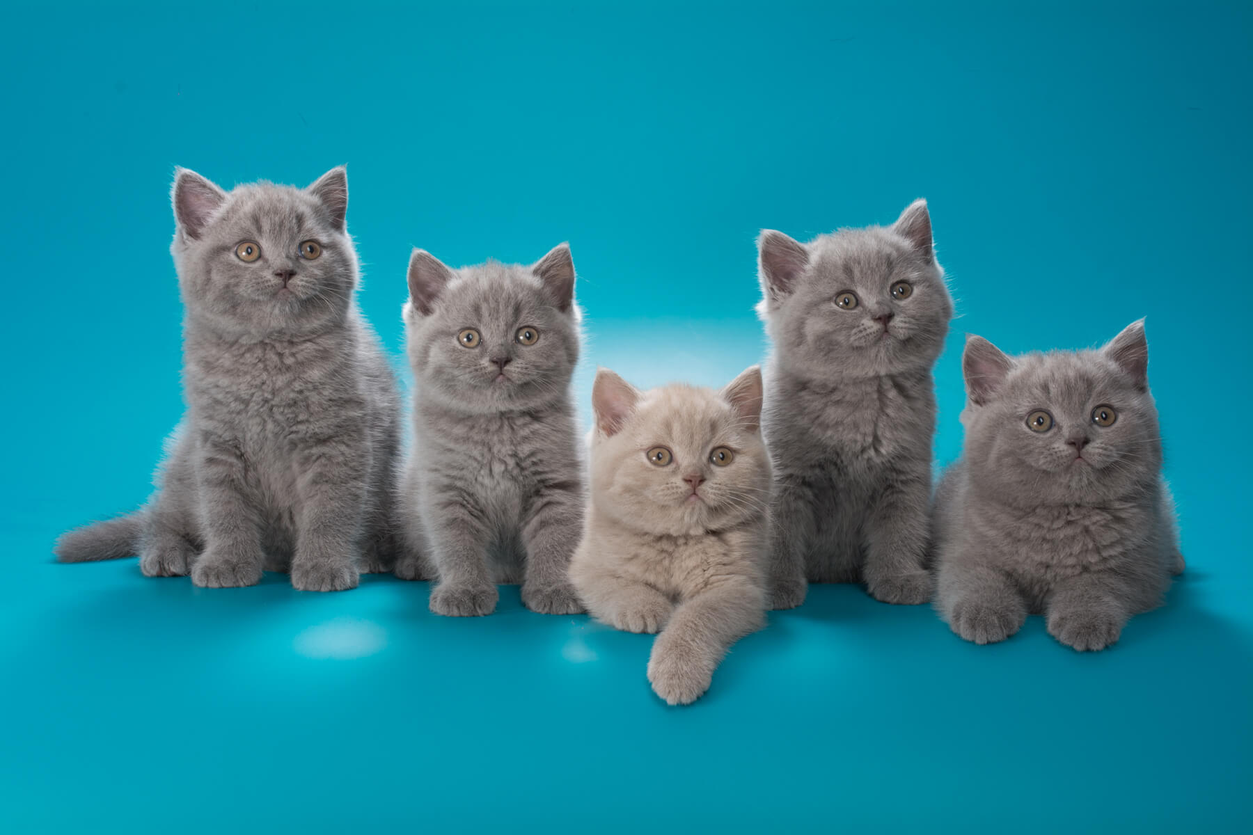 Британские котята лиловые и голубые котята в возрасте 2-ух месяцев, фото