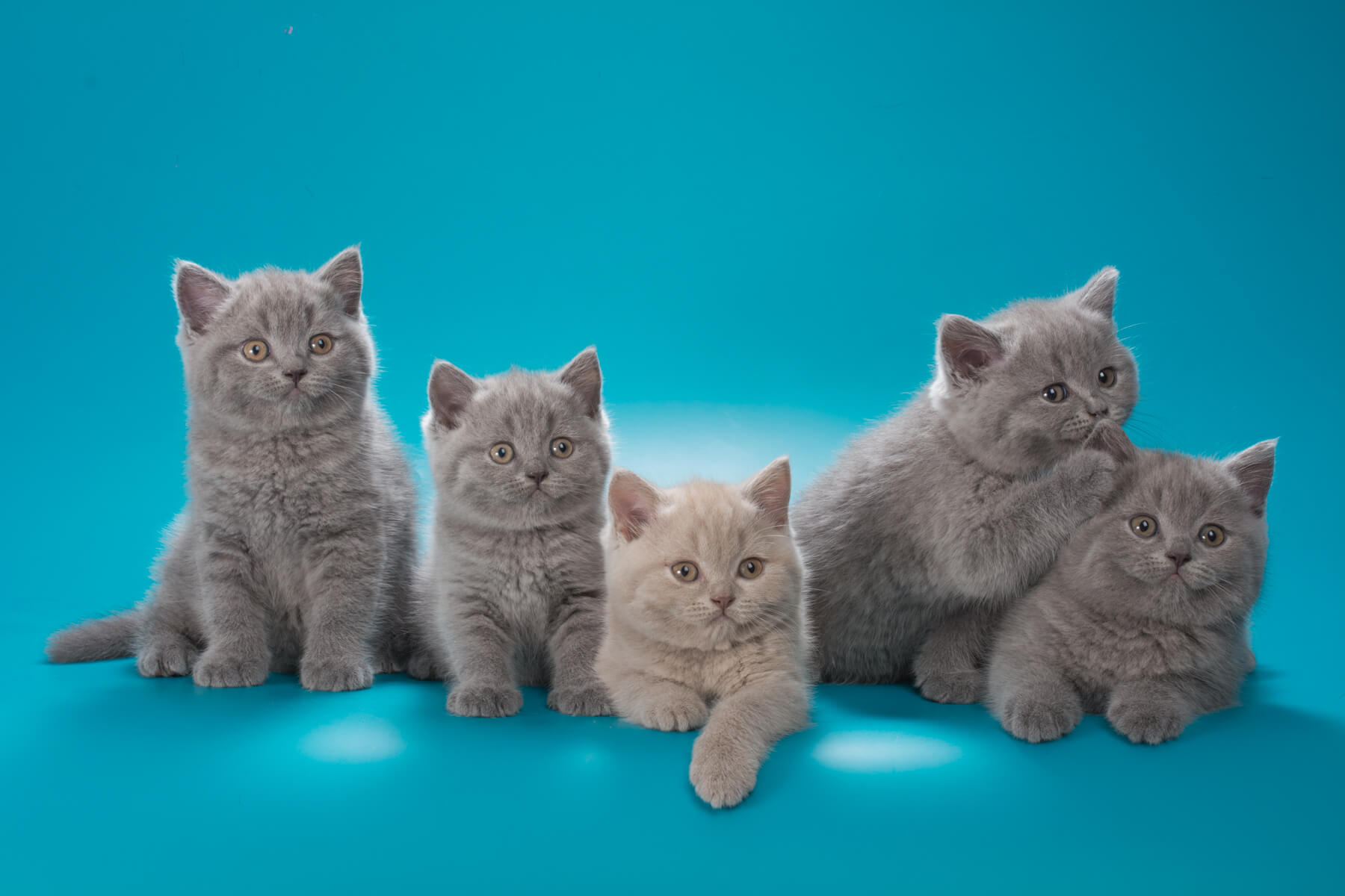 Фото британских лиловых и голубых котят в возрасте 2 месяца