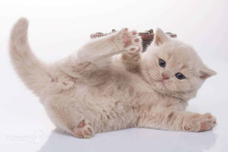Кремовый британский котёнок - кот, фото