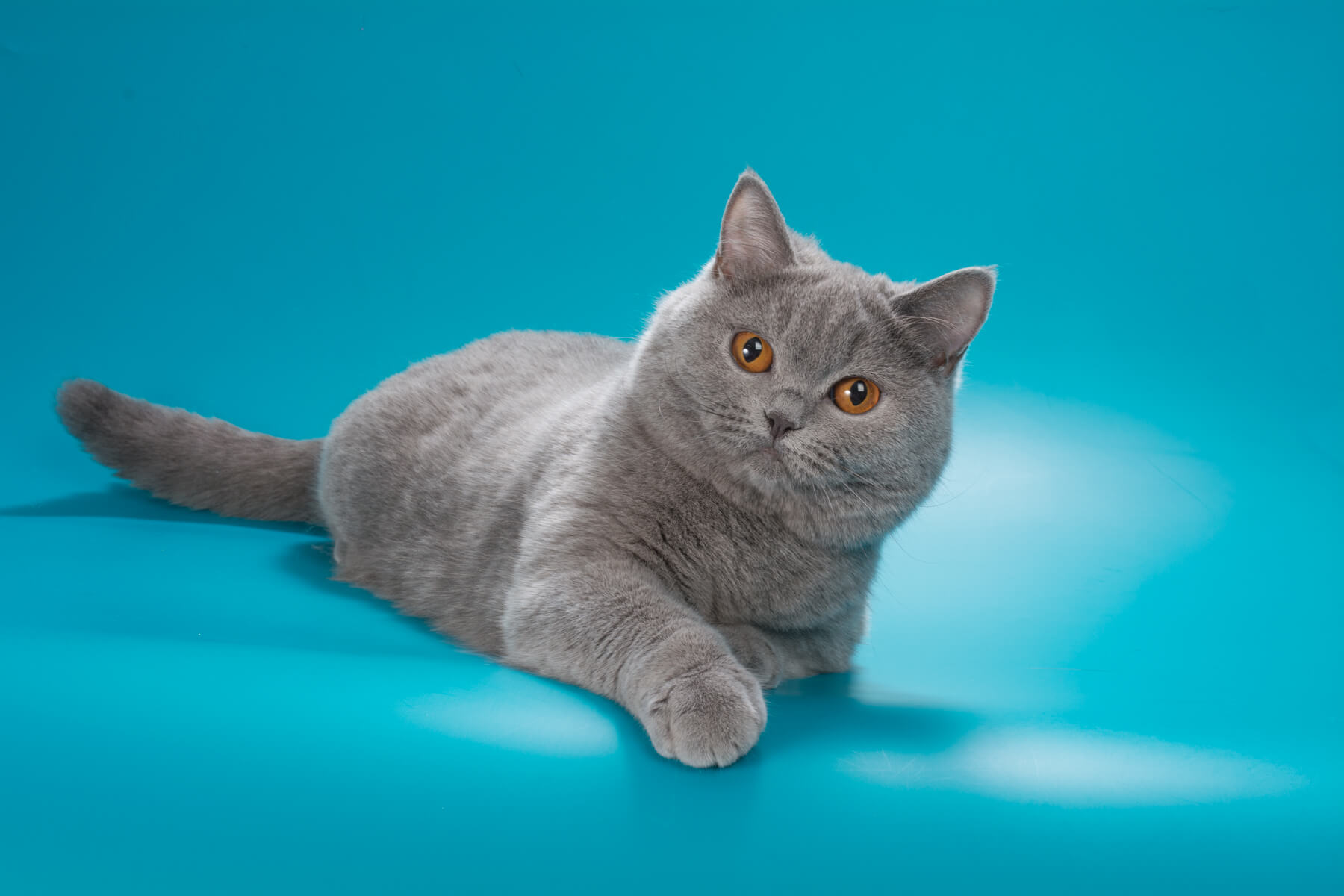 Британская голубая кошка Нидали, фото