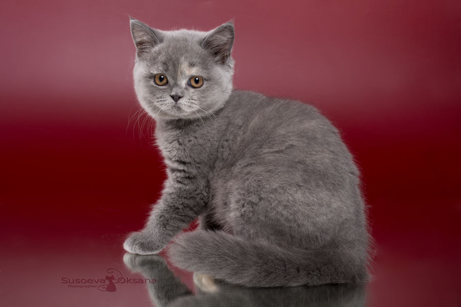 Фото голубо-кремового британского котёнка