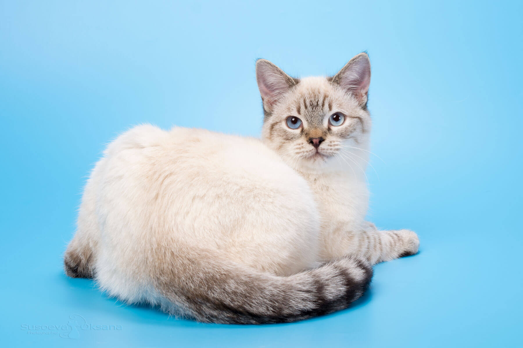 Фото котёнка тайской породы окраса сил табби-пойнт