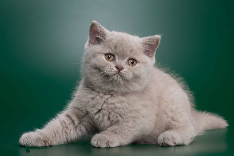 Фото голубого британского  котёнка