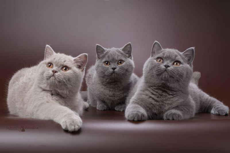 Лиловые и голубые британские котята фото