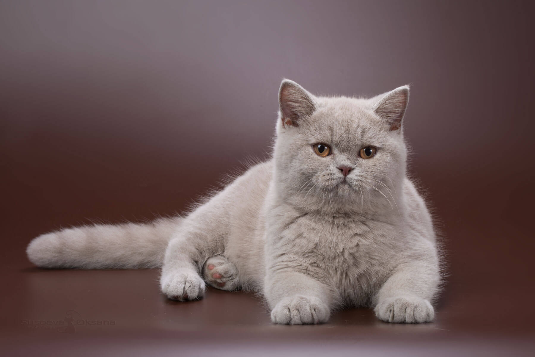 Британский лиловый кот Фуджи