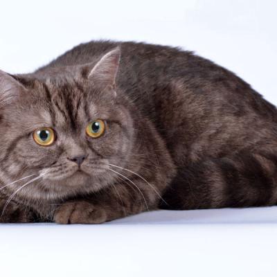 Шоколадная британская кошка фото