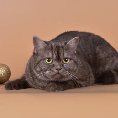 Британская кошка окраса шоколадный дым фото