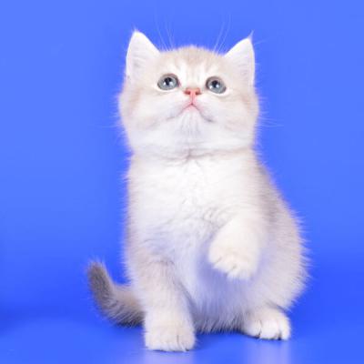 Британский котёнок окраса голубое золото, фото