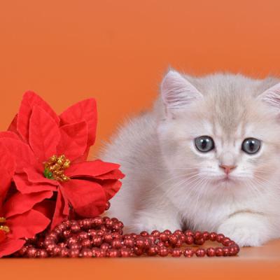 Фото британского короткошерстного котёнка окраса голубое золото ay11 
