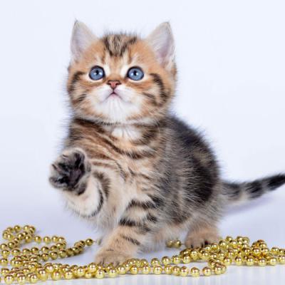 Золотой мраморный британский котёнок , фото 