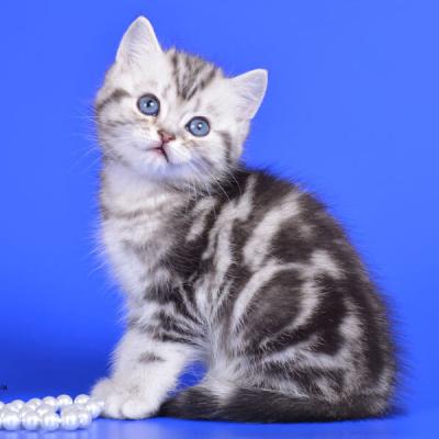 Серебристый мраморный окрас британских кошек, фото 