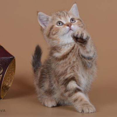 Британская шоколадная кошка фото