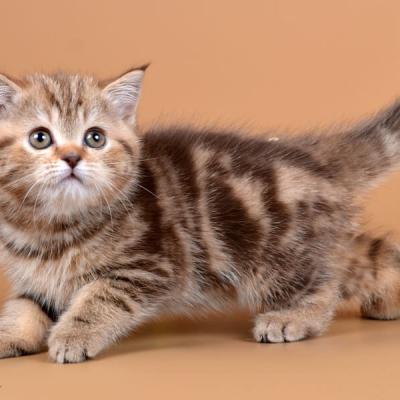 Британский котёнок шоколадного табби окраса, фото