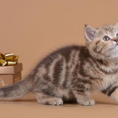шоколадный британский мраморный кот фото