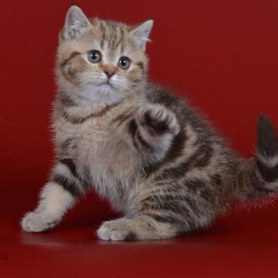 Фото мраморного окраса британских кошек