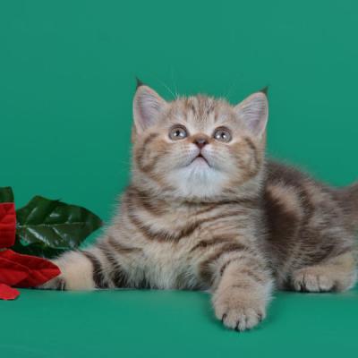 британский котёнок окраса шоколадный табби, фото