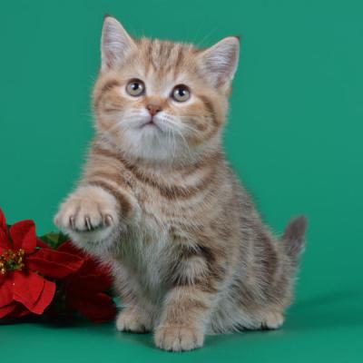 шоколадный мраморный британский котёнок, фото