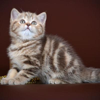 Британская короткошерстная кошка шоколадного рисованного окраса, фото