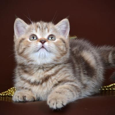 кошка-британка мраморного окраса, фото