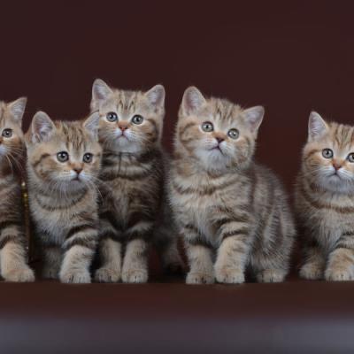 Фото британских шоколадных мраморных  британских котят